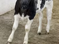 Toro, Russian Black pied cattle — foto 2