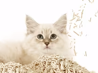 PETKIT Occult Blood Test Mixed Cat Litter (Qan Testi Qumu) Sağlamlıq — Foto 5