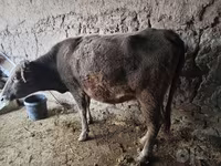 母牛, Cattle — 照片 2