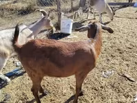 Koza, Boer goat — foto 1