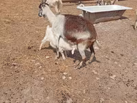 Billy Goat, Saanen goat — photo 8