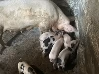 Ana donuz, Donuzlar — foto 1