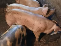خنزيرة, الخنازير — الصورة 4