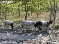 Qoyun, Dorper sheep — foto 1