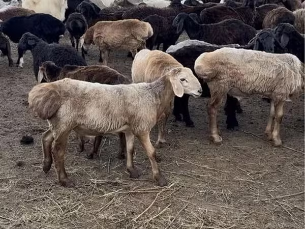 मेढ़ा, भेड़