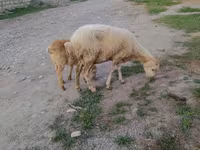 Qoç, Qoyunlar — foto 2