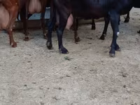 Dişi keçi, Murcia-Granada goats — foto 5