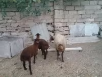 भेड़, भेड़ — फ़ोटो 2