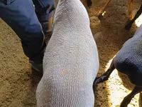 Qoç, Kyrgyz Mountain merino sheep — foto 3