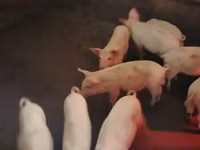 Säue, Schweine — Foto 1