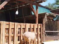 Sheep, Sheep — photo 6