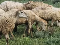 Qoyunlar (partiya, cinsi göstərilməyib), Qoyunlar — foto 1