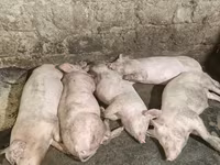 Թարմ միս, խոզի միս — foto 1