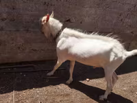 Ziegenbock, Saanen goat — Foto 6