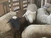 Ovce, Blackheaded Persian sheep — foto 3