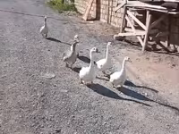 Geese — photo 4