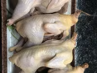 Quails — Foto 1