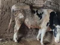 Bulle, Simmental cattle — Foto 3