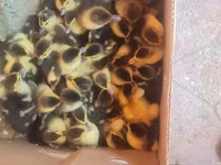 Ducks — photo 2