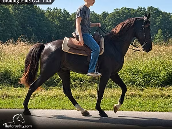 Cavalo, Tennessee Walking Horse