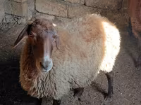 Qoç, Qoyunlar — foto 1
