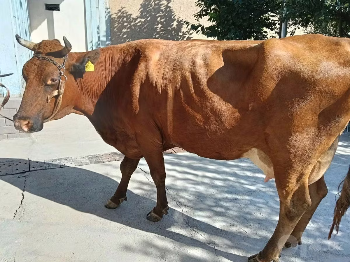 بقرة, Red Estonian cattle