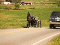 At, Friesian — foto 6