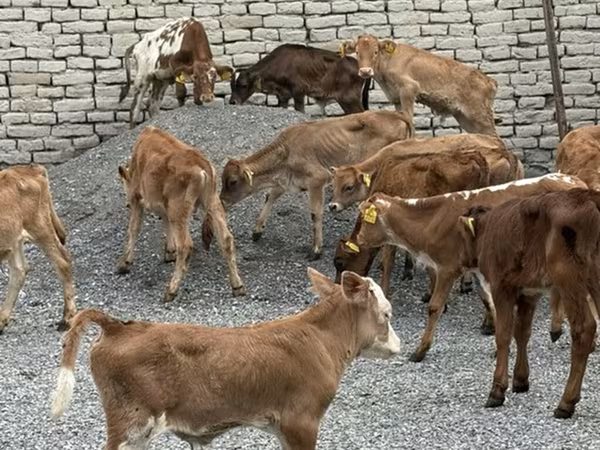 Bull, Cattle
