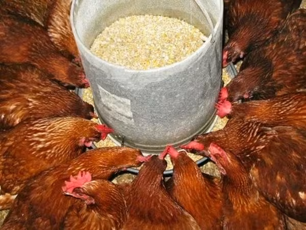 Chickens