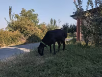 Qoç, Edilbay sheep — foto 2