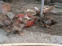 Ducks — photo 1