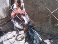 Chickens — photo 1