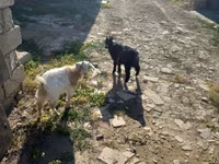 Goat, Goats — photo 3
