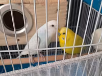 Dalmatin və sarı rəngli iki dalğıç papağanla birlikdə tam dəst quş — 照片 2