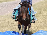 At, Pinto horses — foto 5