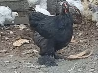براهما — الصورة 2