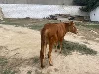 Cow, Cattle — photo 6