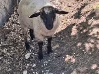 Widder, White Suffolk sheep — Foto 3