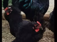 Australorp — photo 2