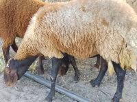 Oveja, Ovejas — foto 6