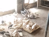 German Pekin — photo 1