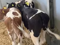 母牛, Russian Black pied cattle — 照片 2