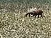 Sheep, Romanov sheep — photo 5
