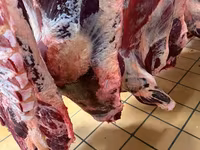 Продаем говядину туши(быки) — 照片 3