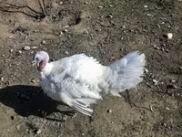 Turkeys — foto 3
