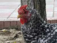 Chickens — फ़ोटो 6