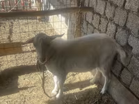 Keçi, Saanen goat — foto 2