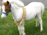 Mare, Miniature horse — photo 4
