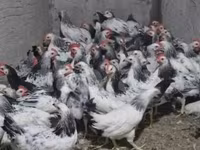 Chickens — Foto 2