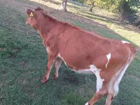 Cow, Holstein breed — photo 2